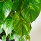 Golden Pothos "Large Leaf" Plant | Epipremnum Aureum