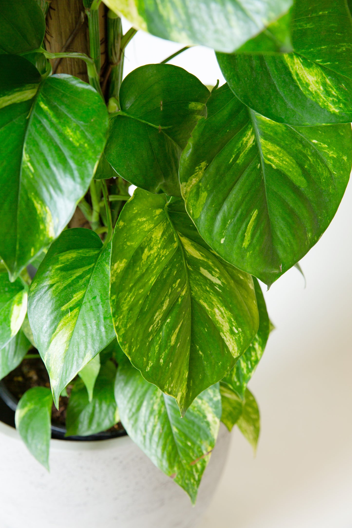 Golden Pothos "Large Leaf" Plant | Epipremnum Aureum