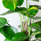 Golden Pothos "Large Leaf" Plant | Epipremnum Aureum