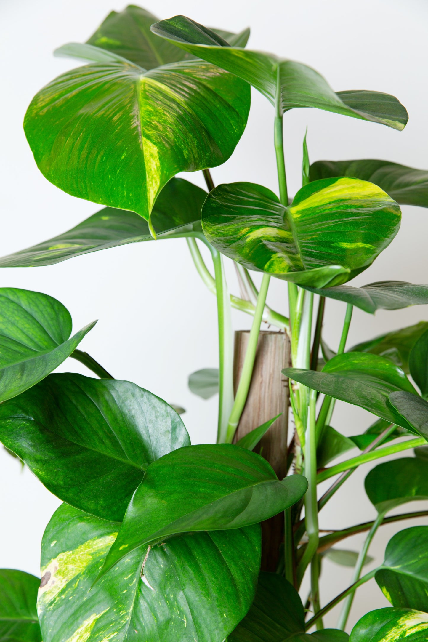 Golden Pothos "Large Leaf" Plant | Epipremnum Aureum