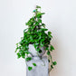 Golden Pothos Plant with 36" Pole | Epipremnum Aureum