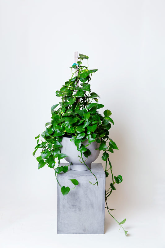 Golden Pothos Plant with 36" Pole | Epipremnum Aureum