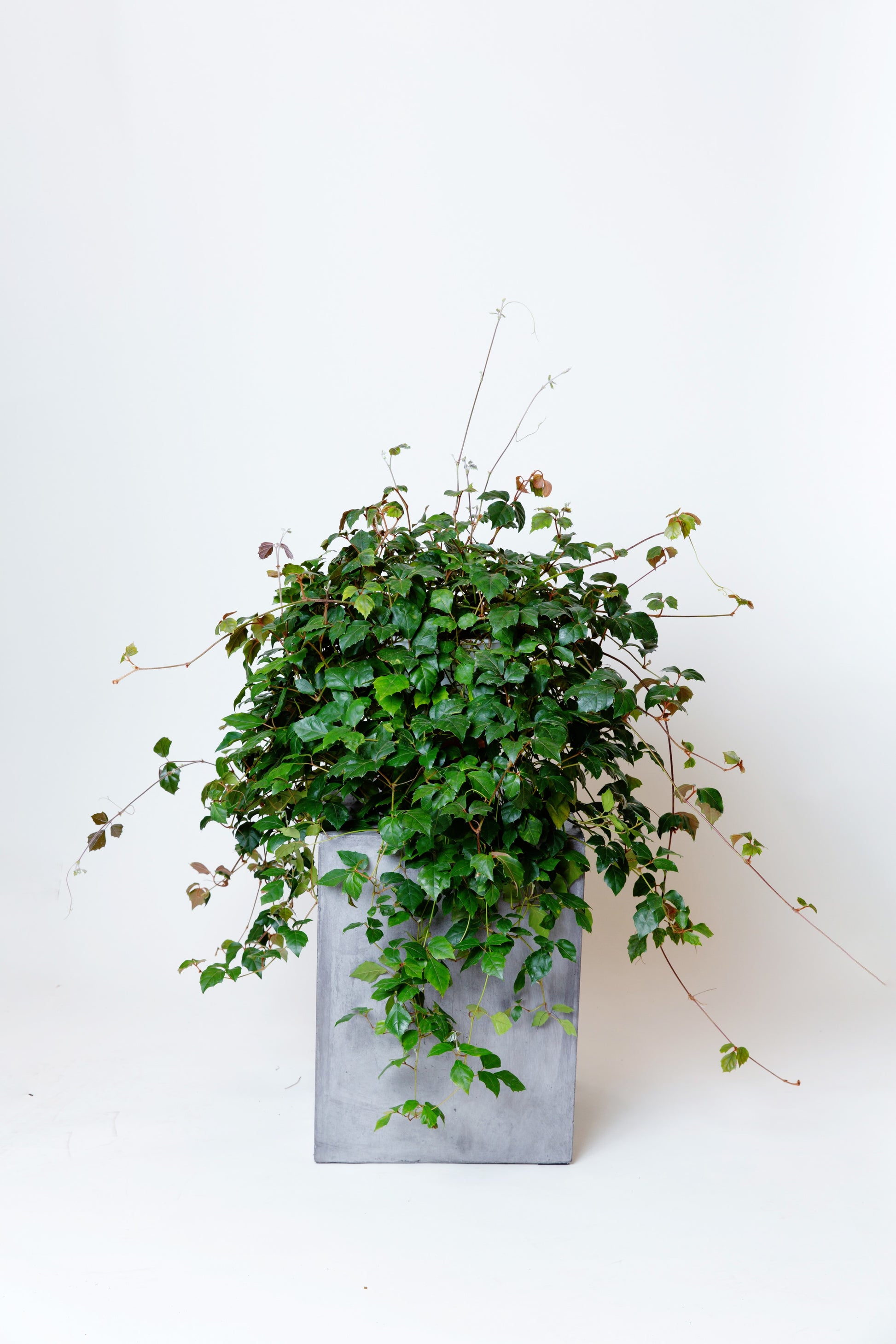 grape ivy indoor plant care Grape Ivy