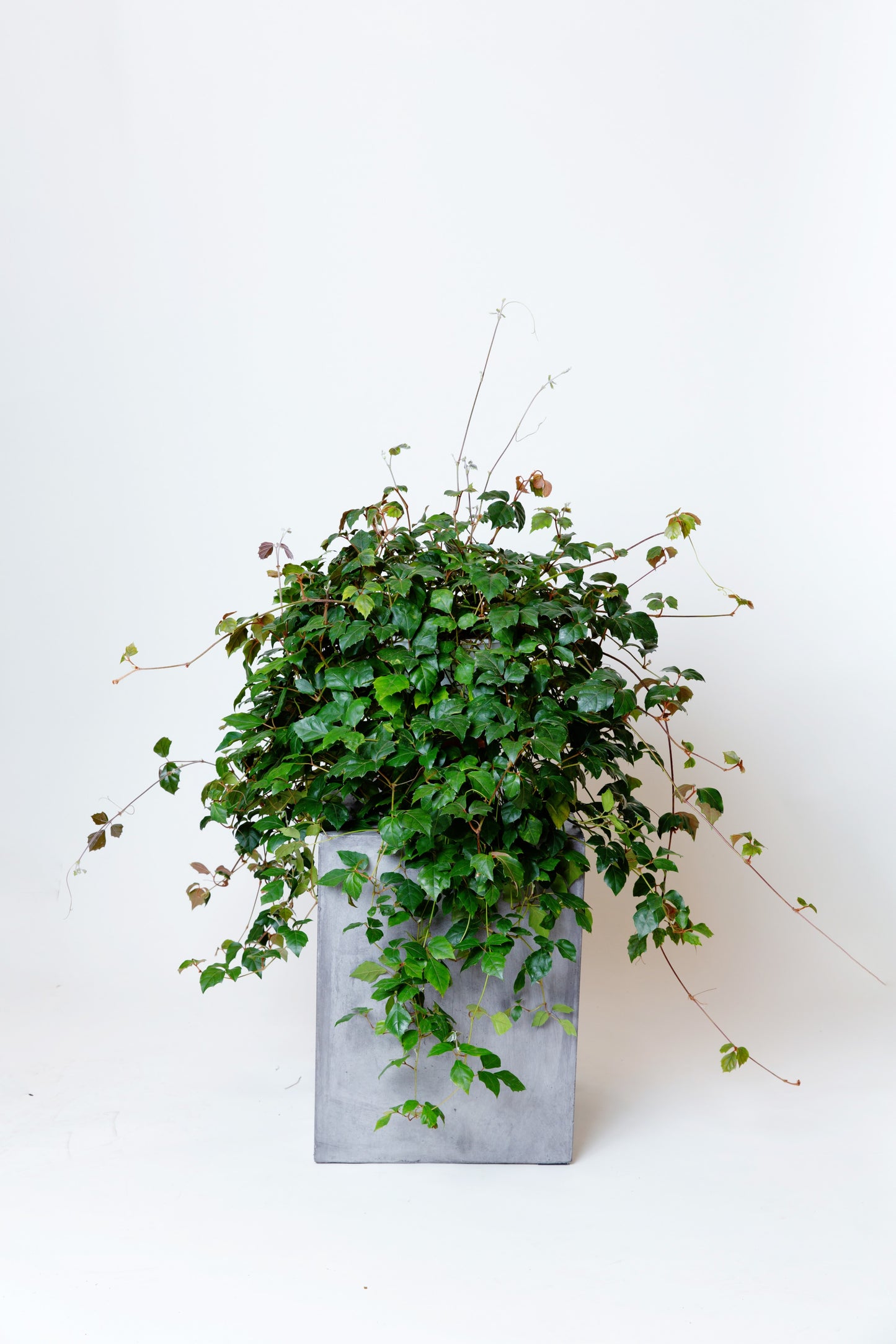 Grape Ivy | Cissus Alata