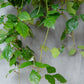 Grape Ivy | Cissus Alata