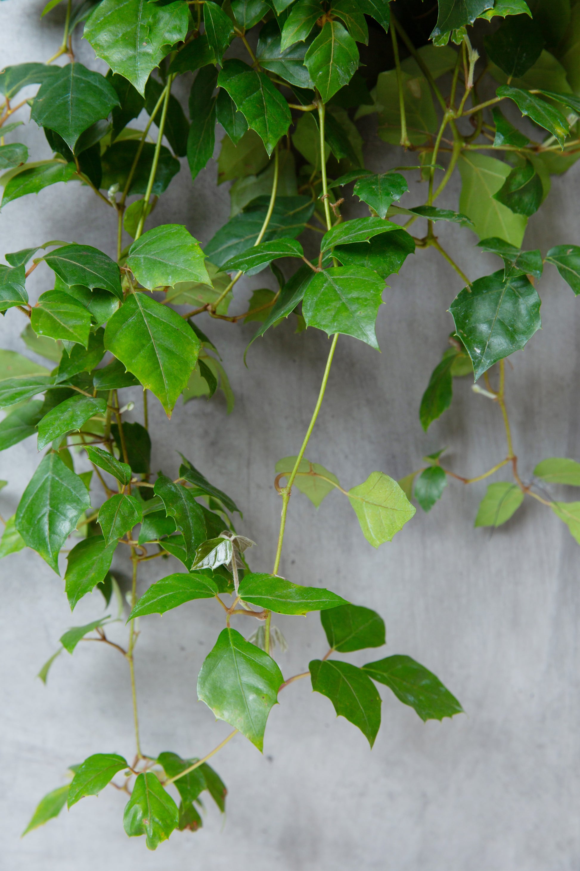 grape vine indoor plant Grape Ivy