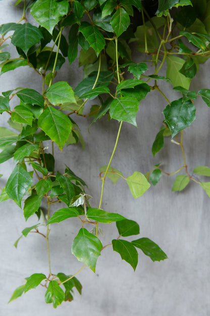 indoor grape plant Grape Ivy
