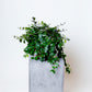 Lipstick Plant | Aeschynanthus