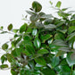 Lipstick Plant | Aeschynanthus
