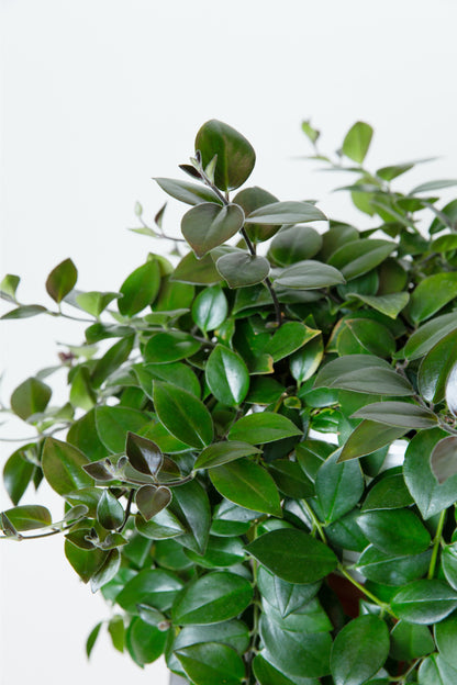 Lipstick Plant | Aeschynanthus