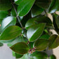 Lipstick Plant | Aeschynanthus