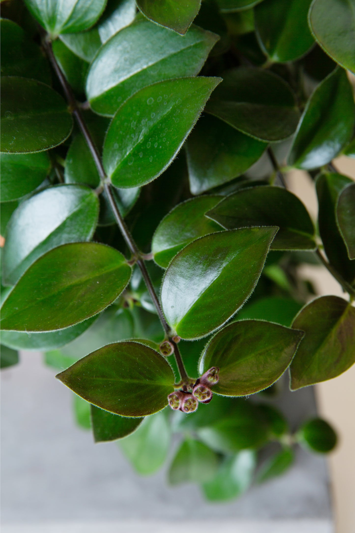 Lipstick Plant | Aeschynanthus