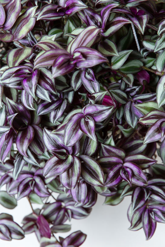 Wandering Jew Plant | Tradescantia Zebrina