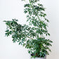 Mini Umbrella Tree | Schedulers Arboricola
