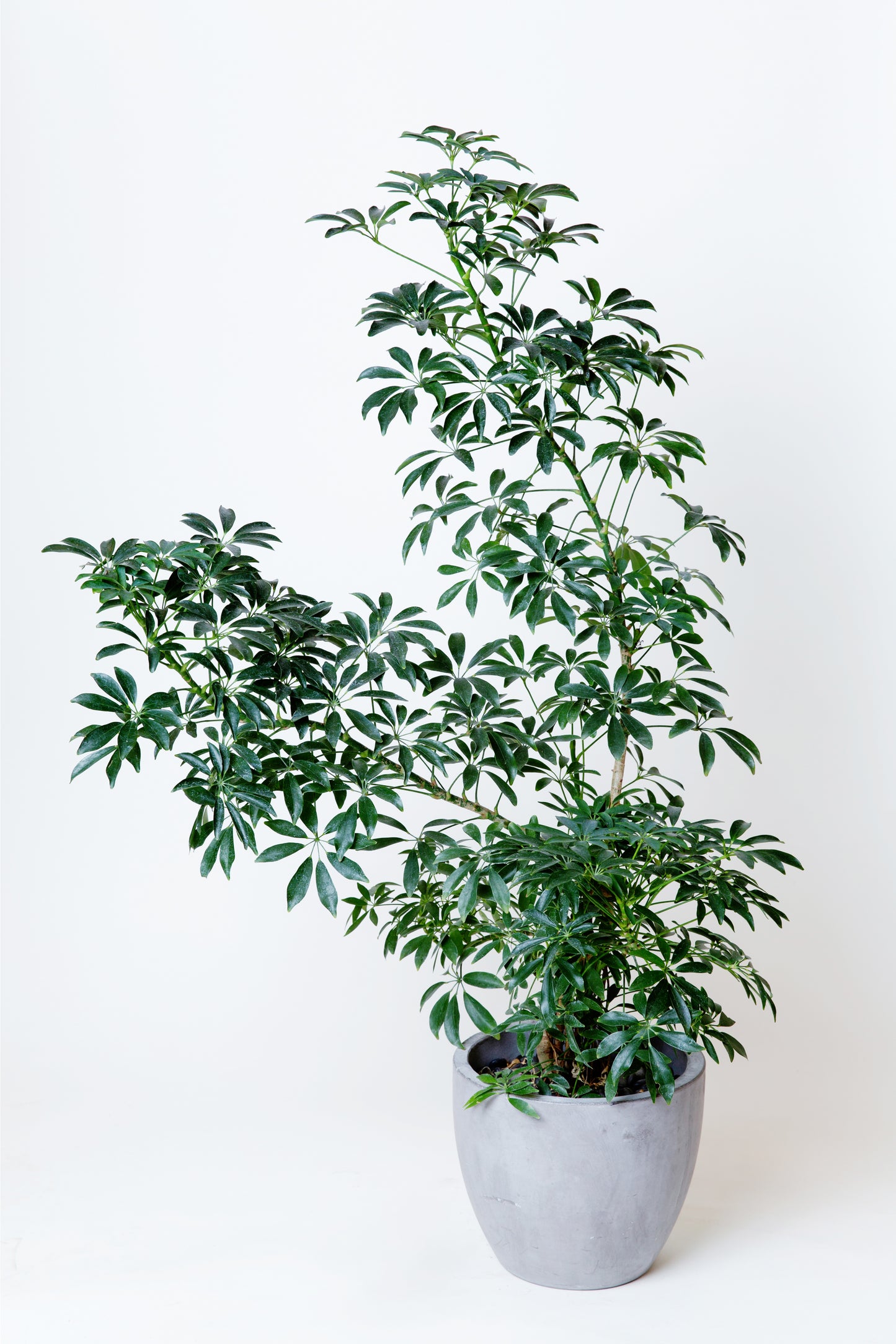Mini Umbrella Tree | Schedulers Arboricola