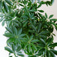 Mini Umbrella Tree | Schedulers Arboricola