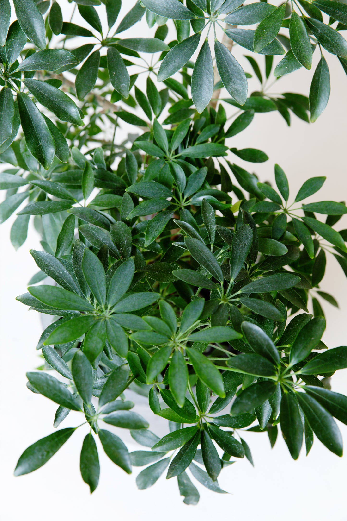 Mini Umbrella Tree | Schedulers Arboricola