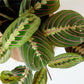 Prayer Plant | Maranta Leuconeura