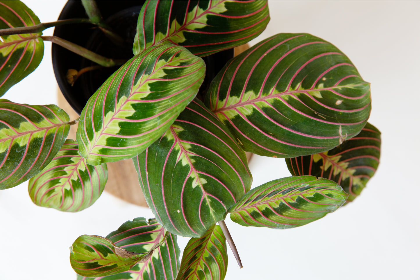 Prayer Plant | Maranta Leuconeura