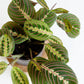 Prayer Plant | Maranta Leuconeura