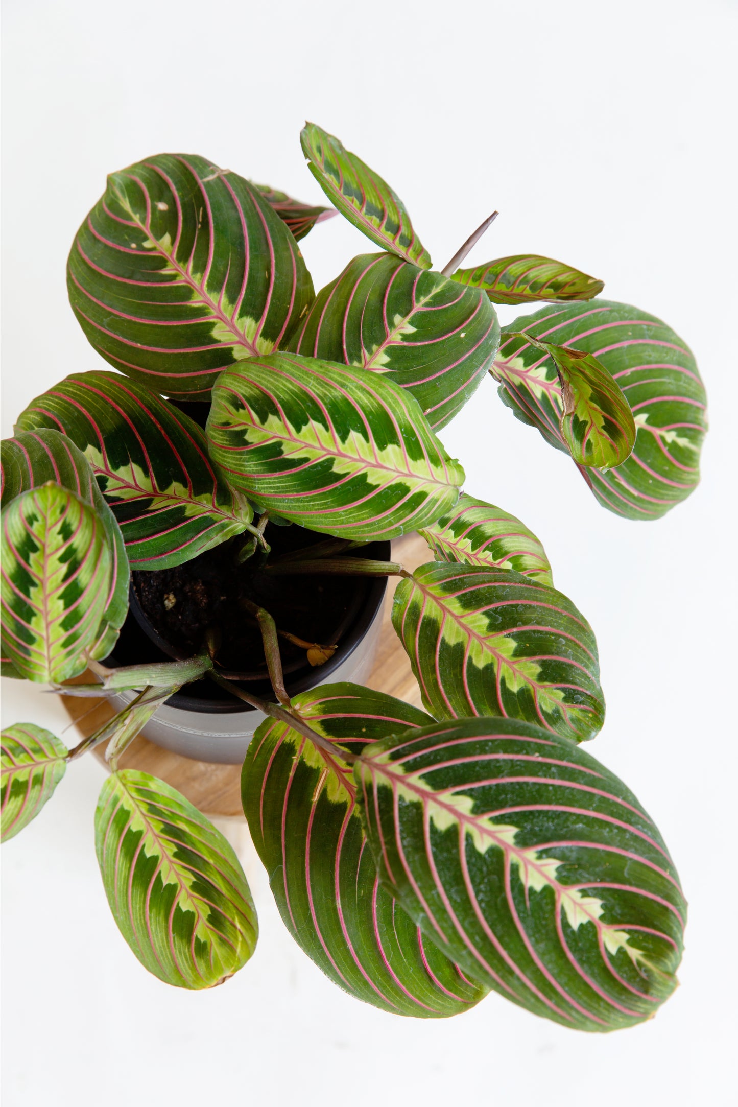 Prayer Plant | Maranta Leuconeura