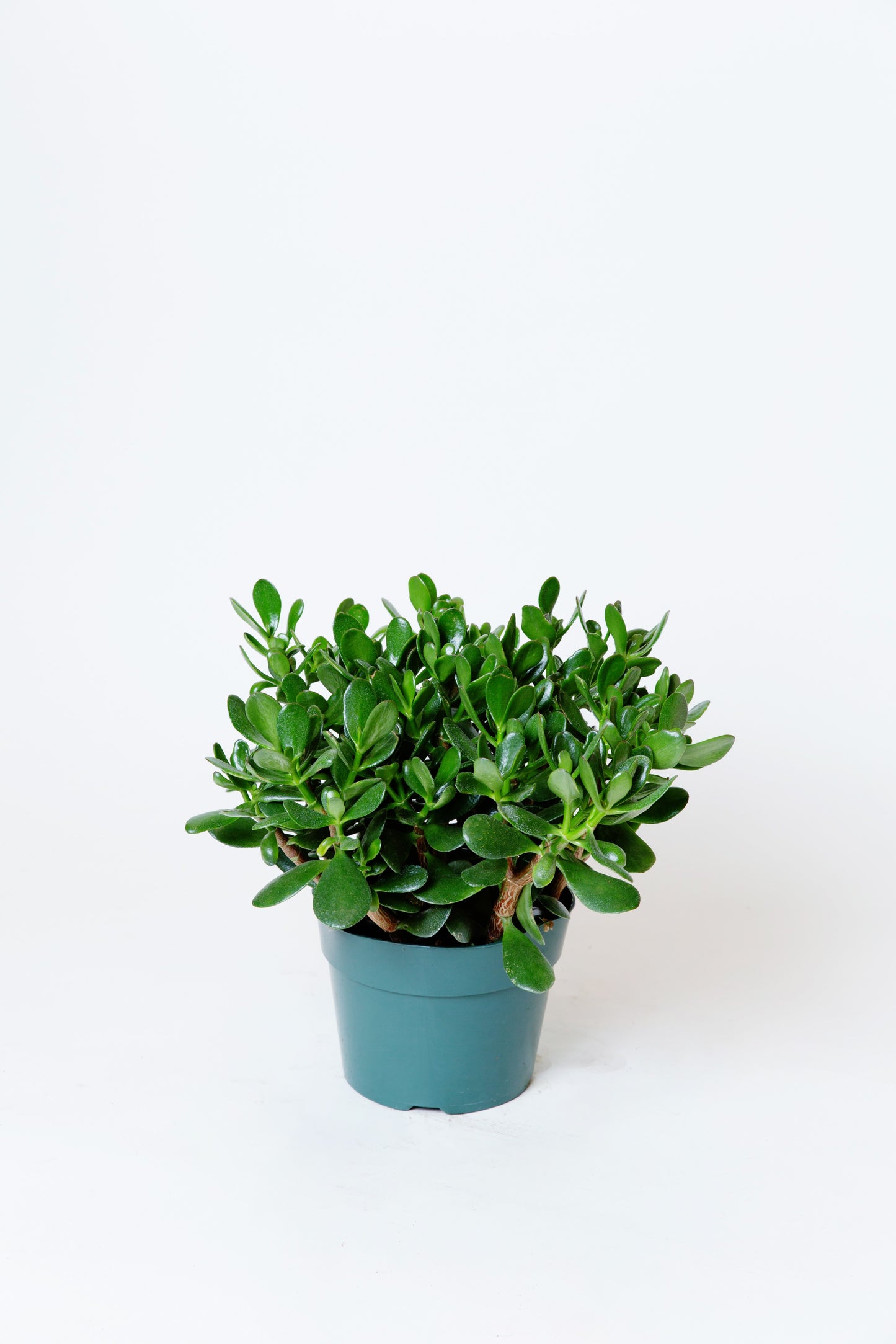 Jade Plant | Crassula ovata
