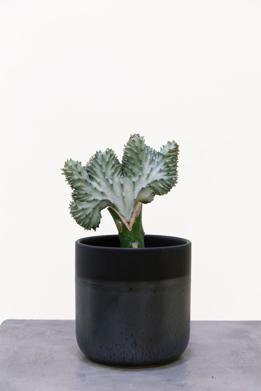 Coral Cactus Plant | Euphorbia Lactea Cristata