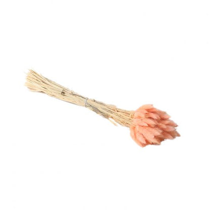 Pink Hare's-Tail Grass