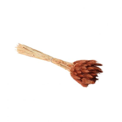 Brown Hare's-tail Grass