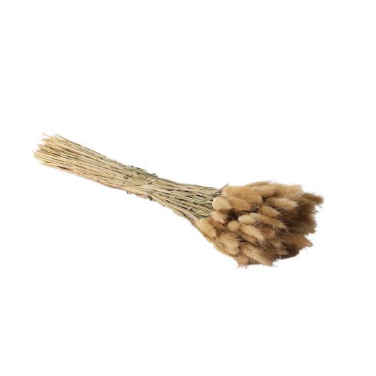 Tan Hare's-Tail Grass