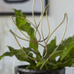 Paradise Plant Stick