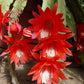 Orchid Cactus Plant | Disocactus Ackermannii
