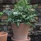 The terracotta clay Cathern pot has a drainage hole, and saucer. It has been designed for outdoor use. **Plants are sold separately**  Tropical houseplants. Spider plant, earthen pot. instant, repot into bigger pot, grow, houseplant pot, houseplant pot, tree, soil,  health and wellness, plant gift idea, home decor, coastal decor, luxury home decor. 