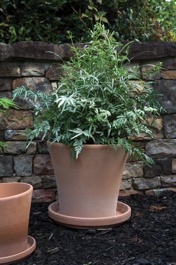 The terracotta clay Cathern pot has a drainage hole, and saucer. It has been designed for outdoor use. **Plants are sold separately**  Tropical houseplants. Spider plant, earthen pot. instant, repot into bigger pot, grow, houseplant pot, houseplant pot, tree, soil,  health and wellness, plant gift idea, home decor, coastal decor, luxury home decor. 