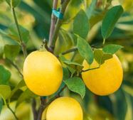 Ponderosa Lemon Tree