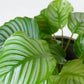 Prayer Plant | Calathea Orbifolia