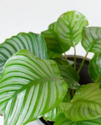 Prayer Plant | Calathea Orbifolia