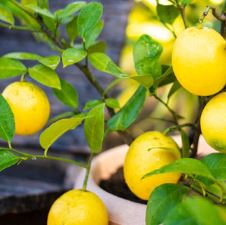 Ponderosa Lemon Tree
