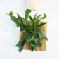 hanging fern nyc
