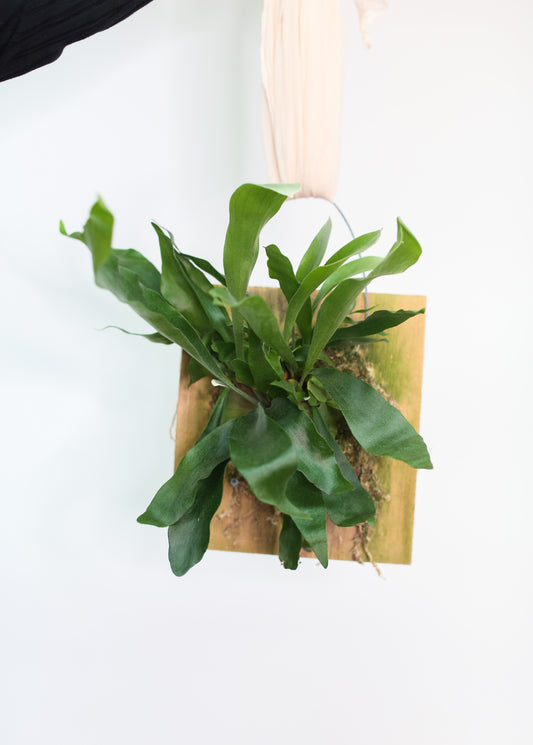 hanging fern nyc