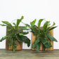 hanging fern new jersey