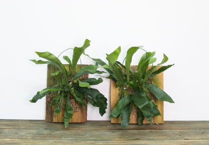 hanging fern new jersey