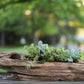 natural succulent planter nyc