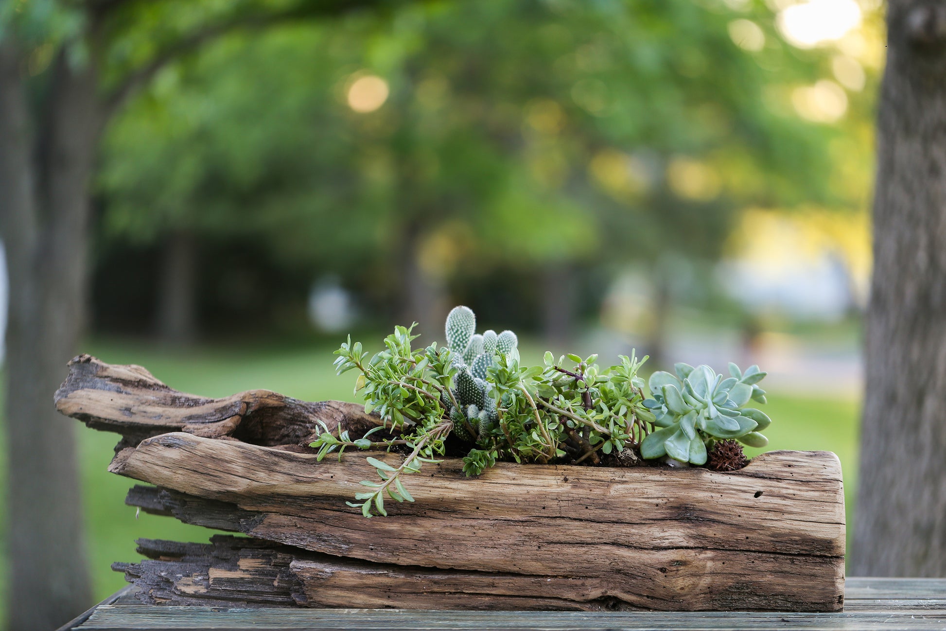 log planter succulent Natural Succulent Planter NYC
