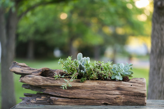 natural succulent planter nyc