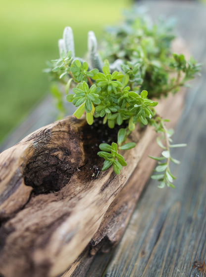 natural succulent planter nyc