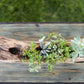 natural succulent planter nj