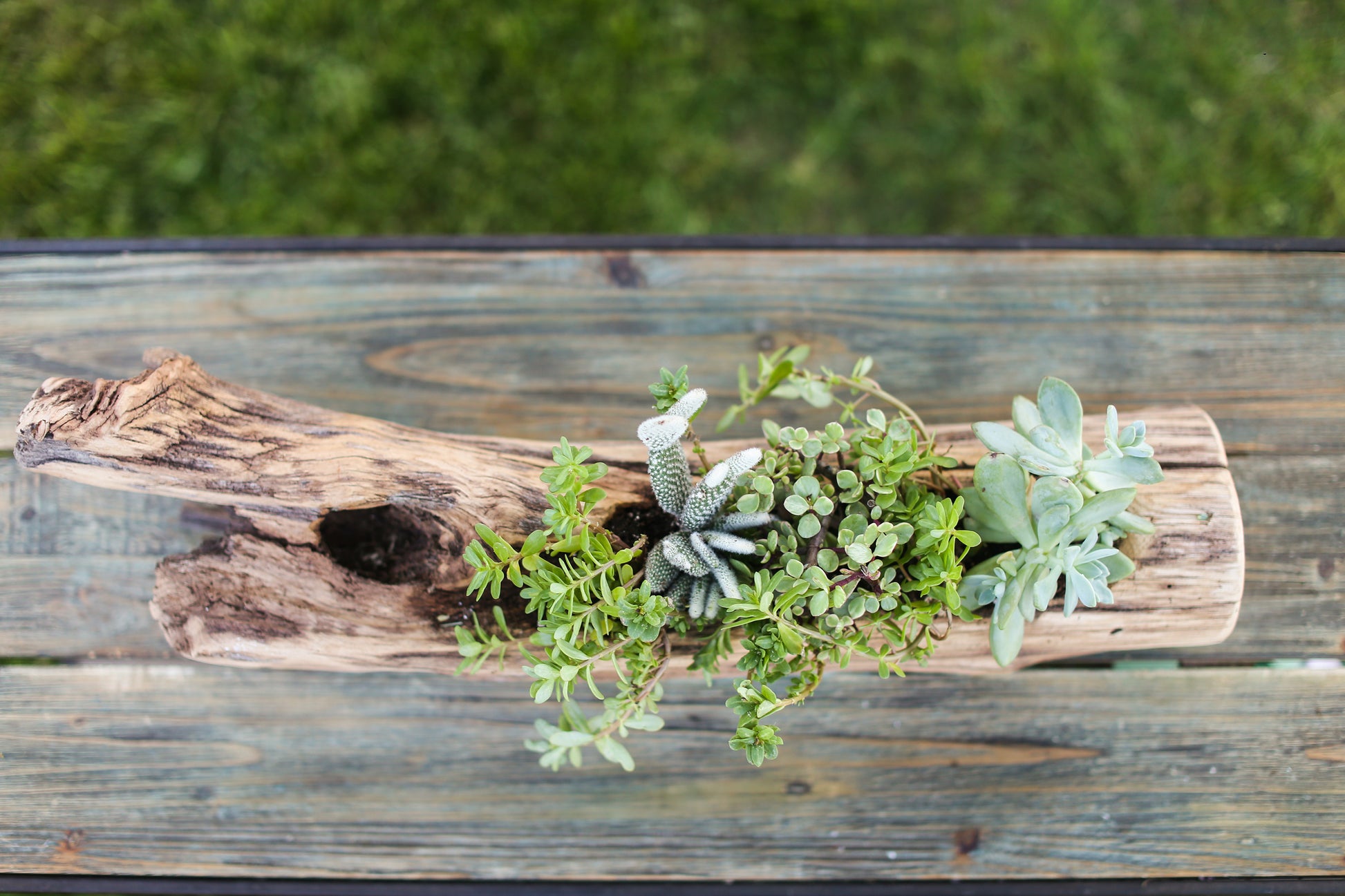 driftwood planter with succulents Natural Succulent Planter NYC