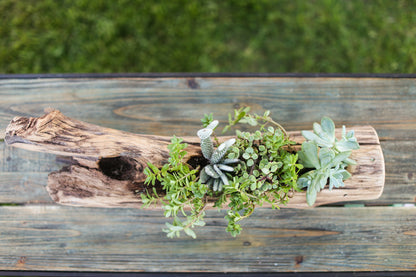natural succulent planter nj