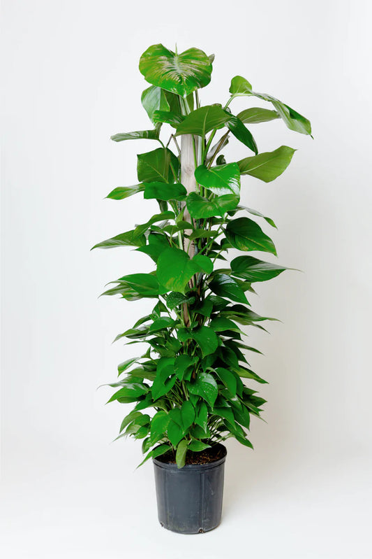 Pothos Jade Plant | Epipremnum Aureum